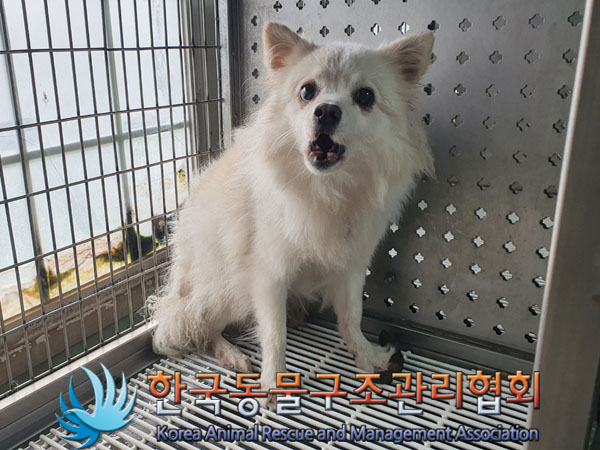 한국동물구조관리협회_411303202300621